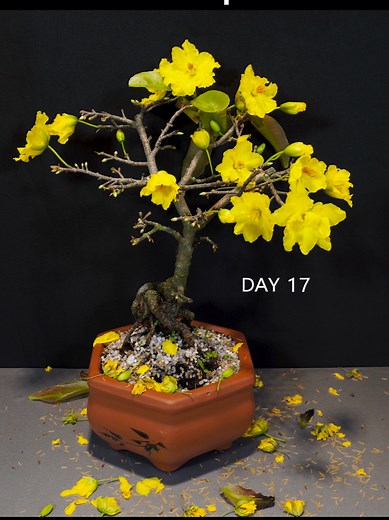 Yellow Apricot Flower Timelapse: Nature’s Beauty Unveiled