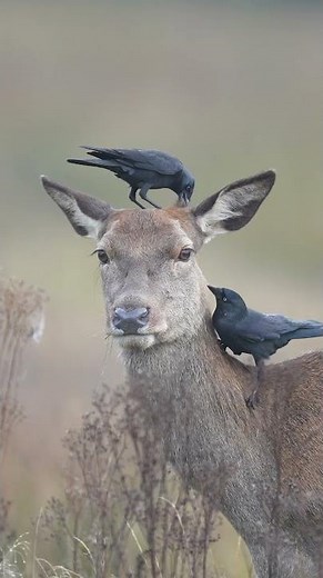 Welcome to nature’s salon! 🐦‍⬛🦌 #Nature #Shorts #Animals #Wildlife