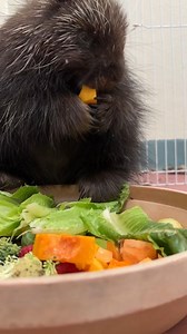 You're welcome 🥰 This North American Porcupine is spending some time with us while being treated for a mild respiratory infection. We're happy to update that she's alert, eating on her own, and clearly enjoying her veggies!! Nothing like a good snack (and some great care from our team at the Cape Wildlife Center) to keep recovery on track. | Cape Wildlife Center