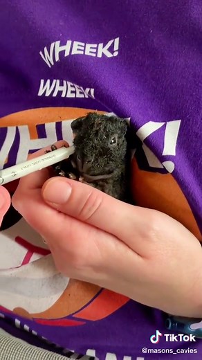 Caring for Baby Piggie: Gentle Feeding Techniques