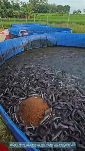 수산양식의 정밀함: 원형 수조에 고밀도 메기 떼에 먹이 공급하기