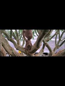 Why a Long Veg Time and SCROG Are Game Changers! #growupdate