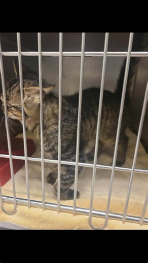 G.I Joe came in with a bum leg. This sweet boy needed surgery. Our staff jumped into action. #cuddles #strong #fosteringsaveslives #special