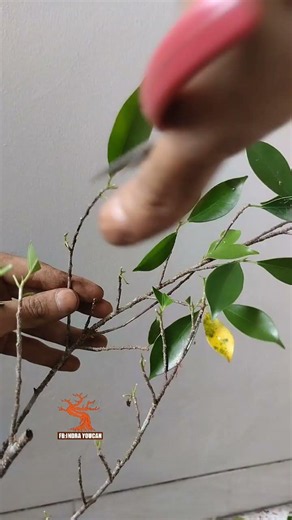 pruning process for ficus kimeng bonsai material🌲🥰 #reels #bonsai