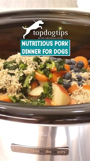 🥩🐾 Dinner’s served—pup style! 💛 This homemade pork dinner for dogs is hearty, protein-packed, and full of fresh ingredients your furry friend will love. 🍠🥕✨ Healthy, delicious, and totally tail-wag approved! 🍽️ Watch now grab the full recipe here: https://topdogtips.com/pork-dinner-for-dogs-recipe/ #PorkForDogs #HomemadeDogFood #HealthyDogMeals #DogNutrition #DogMomLife #TopDogTips | Top Dog Tips