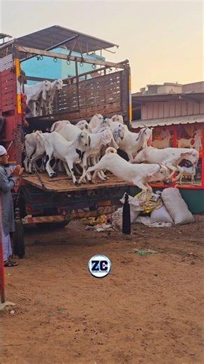 Bakro Ki Jump🤩😍 #bakraeid #bakraeid2026 #bakraeidspecial #bakra #goats #trending #biggoats #qurbani