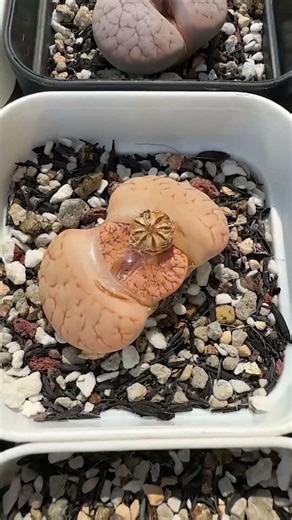 How to Harvest Lithops Seeds: Easy Step-by-Step Guide 🌵💎