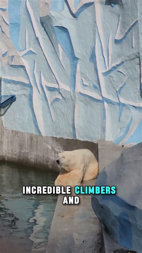 Sun Bear Facts | The World's Smallest Bear