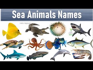 Sea Animals Name With Pictures , Water Animals In English, Aquatic Animals, Sea Creatures Shark,Fish