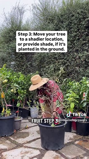 Tips to Revive Your Citrus Tree After Leaf Loss