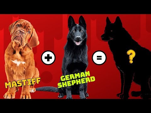 Top 16 Mastiff dog breed Mix You Don't know About | Dog show
