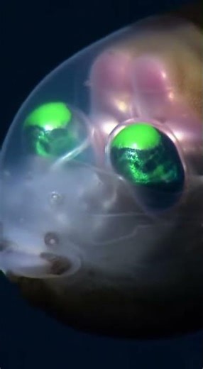 Alien of the Deep! 👽 So bizarre! #DeepSeaFish #Aliens #AI