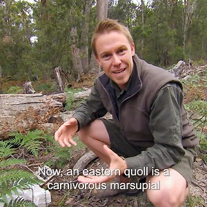 Bruny Island is home to amazing creatures and it's a thriving ecosystem, barely touched by human destruction! 😲 | Untamed