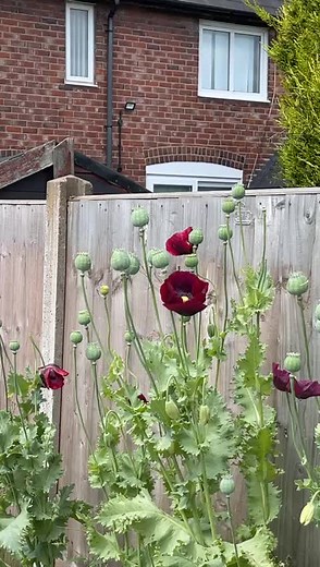 Exploring Beautiful Poppy Varieties in the Garden