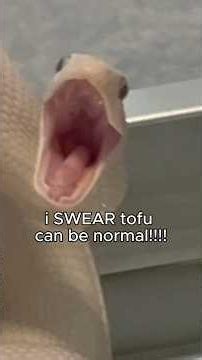 Tofu CAN be normal I SWEAR 😭😭 #snake #reptiles #animals #pets #silly