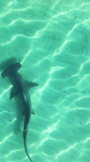Hammerhead Sharks favorite snacks are sting rays and contrary to popular belief, the shape of their head is for allowing them to pin sting ray to the ground and not for them to complete DIY honey-do lists 🤣 #hammerhead #Shark #florida #dadjokes | Flappy Sea Pancake and friends