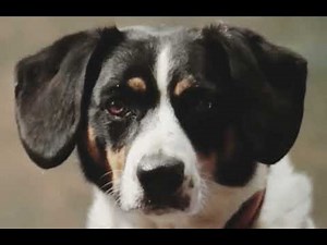 Dog morphs into a happy woman.