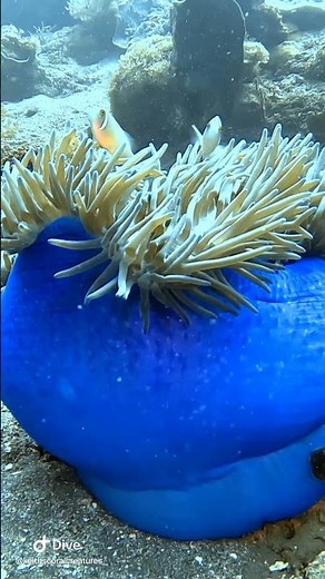 Pink Skunk Clownfish on Blue Anemone