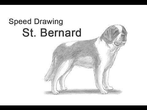 St. Bernard Dog Time-lapse (Speed) Drawing
