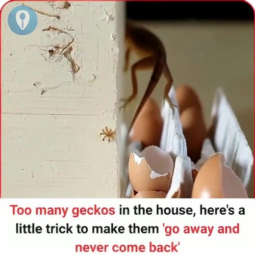 1M views · 821 reactions | Geckos everywhere? Use this clever method to keep them out once and for all! | Likenow | Facebook
