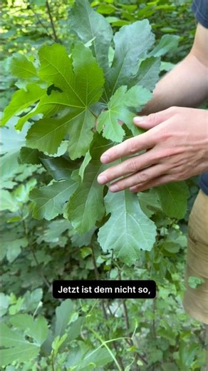 Wie kommt die Feige in den Wald?