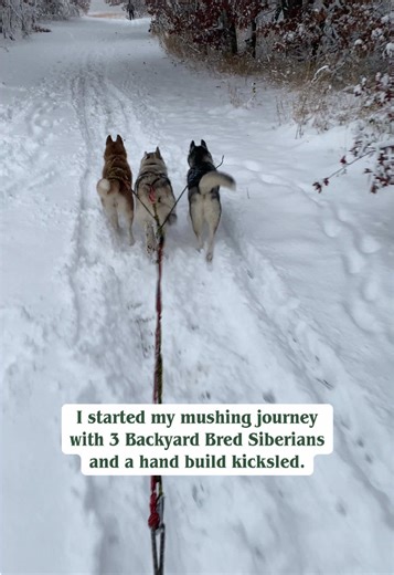 Almost a decade later, a new breed, thousands of miles, and 10 dogs later, we’re still mushing. Just on a little bit bigger scale. #lifewithdogw #embracechange #workingdogs #sleddogs #dogpoweredsports