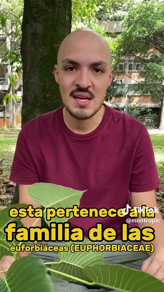 Descubre la Ceiba Tronadora: Un Árbol Explosivo