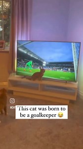 ⚽ Dnes začíná ME ve fotbale a my tu máme vtipné video s šikovnou chytající kočkou u televize 🤣 Prožívají vaší zvířata televizní zápasy a někdy kouknou na televizi? 📺 | Běhejme a pomáhejme útulkům