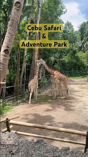 Cebu Safari & Adventure Park #zoo #safari #adventure