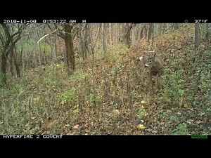 Whitetail Buck Grunts During Rut