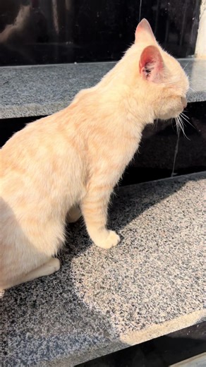 Exploring the Best Mobile Options in Pakistan