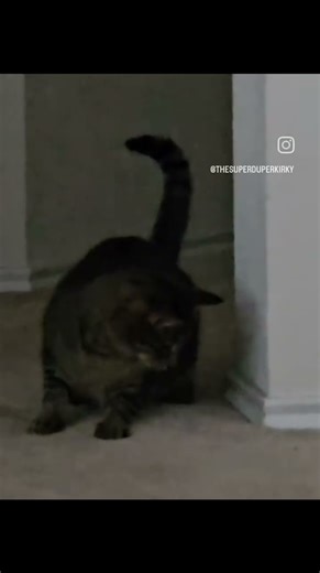 Ghost Buster Bee at your service #Haunted #House #Ghost #Buster #Bee #cat