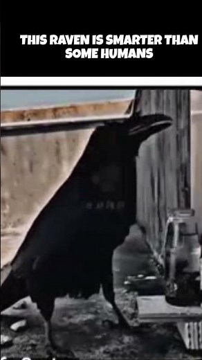 “Smart Raven Solves Water Puzzle 🐦🧠 #GeniusBird”