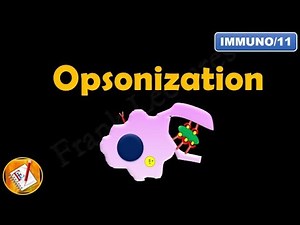 Opsonization (FL-Immuno/11)