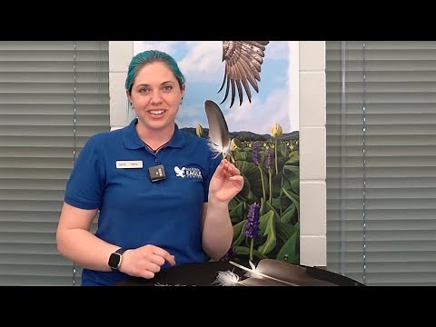 The Storied Life of a Feather