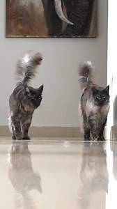 70K views · 9.3K reactions | Boss ViVo and his bodyguard Ugo. | Felis Gallery by Robert Sijka | Facebook