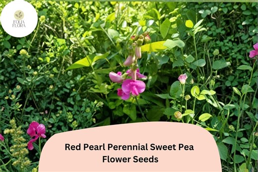 50  Red Pearl Perennial Sweet Pea Seeds | Lathyrus Latifolius Red Climbing Flower Vine for Garden Trellis - Etsy