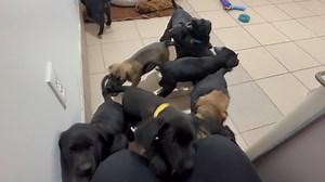 UPDATE JAN 24: all the puppies have found their new homes 🩷 POV: you came to adopt one of the NINE newly adoptable black lab-pitbull mix puppies available now at the Nova Scotia SPCA - Kings Shelter! 😍 Three little girls and six little boys are looking for their new homes. Puppies have been spayed/neutered, vaccinated, dewormed, treated for fleas, microchipped, and examined by a vet. 🐾 Online applications do not hold animals - please come meet your next best friend to begin the adoption proce