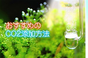 CO2器具の選び方　予算に合わせた最適な方法が見つかる！ | 水草動画ブログ