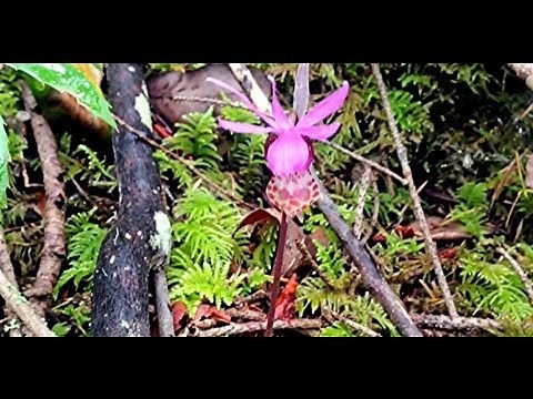 Native Calypso orchids Calypso bulbosa also known as the fairy slipper or Venus's slipper in situ