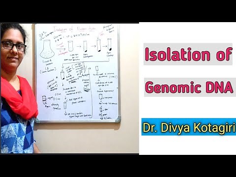 Isolation of nucleic acids # part 1 Genomic DNA isolation # Genes & Genus