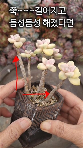 길어지고 벌어진 다육들 처리 방법 #다육 #plants #다육식물 #shorts #succulent