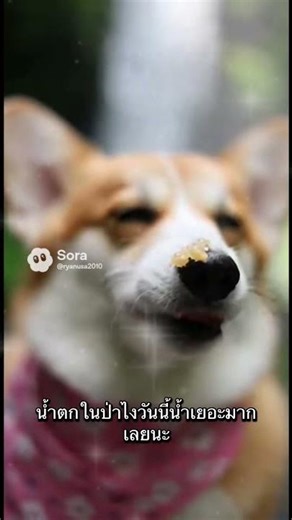 Taking my dog ​​to the waterfall #ai #thailand #Thaisabroad #dog #cute