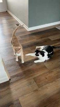 Misha is so patient with him…until she isn’t 🤣 #cats #wobblycat #charliebear #crush