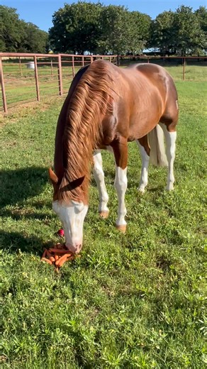 5.8K views · 263 reactions | I love my daily snacks!  | COLONELS SHINING GUN | Facebook