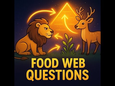 Food Chains/Webs