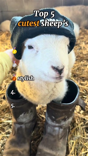 Top 5 Cutest Sheep Moments That Will Melt Your Heart 🥹🐑 #shorts