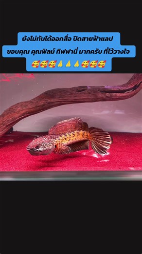 ขอบพระคุณคุณฟิล์มทิฟฟานี่มากนะครับที่ไว้วางใจให้เราได้ดูแลขอบคุณครับ🙏🙏🙏 #ปลาสวยงามน่าเลี้ยง #ปลาสวยงาม #ปลามังกร #ปลาช่อนสวยงาม #arowana @NL Store @NL STORE ALL FISH THAILAND 🐟 @NL STORE ALL FISH THAILAND 🐟 @NL STORE ALL FISH THAILAND 🐟