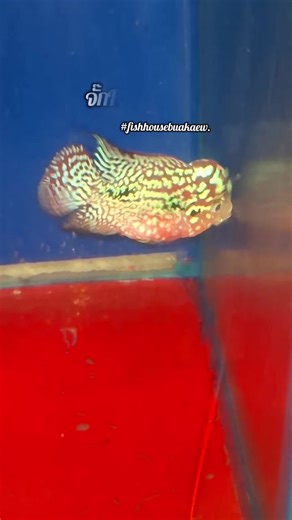 #ปลาหมอสี #buakaew_crossbreed #fishhousebuakaew #kamfa #ปลาหมอสีแห่งประเทศไทย