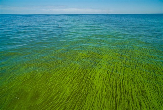 Sea moss gains buzz as wellness supplement, but experts urge caution